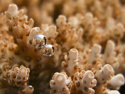 a close up of the coral and the airpbubbles, one of a ser... by Andrew Macleod 